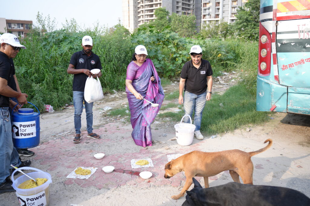 Feeding the Strays